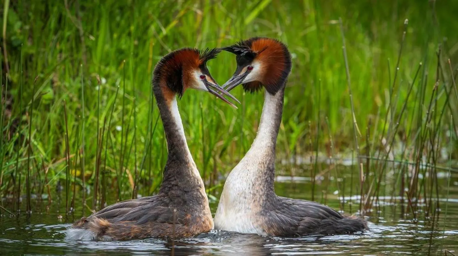 Feathers Fly as Puking Bird Triumphs in New Zealand's Wildest Bird Showdown!