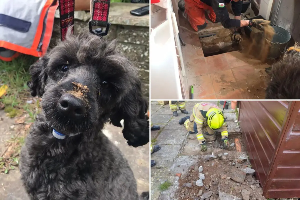Dog rescued after getting trapped under home in Swansea